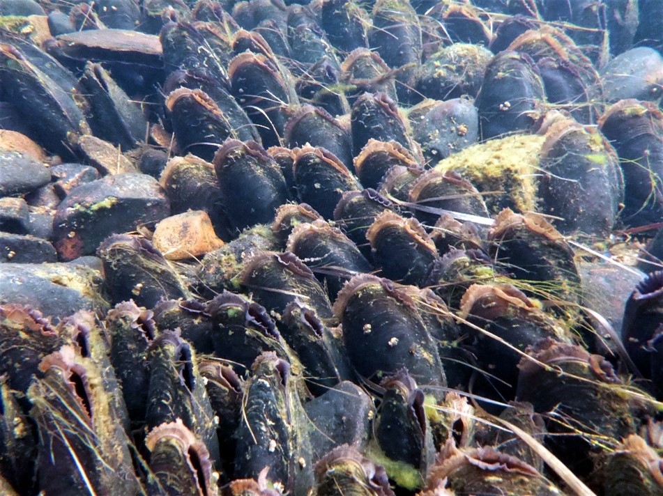 Pearl mussel Margaritifera margaritifera L.  Photo: Evelyn Moorkens